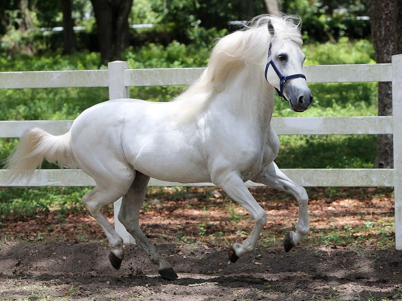 Paso Fino: The Fine-Stepping Spanish Treasure