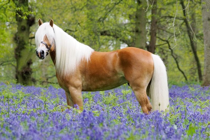 Haflinger: Golden Teddy Bear