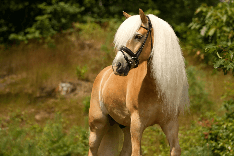 Haflinger: The Golden Mountain Pony
