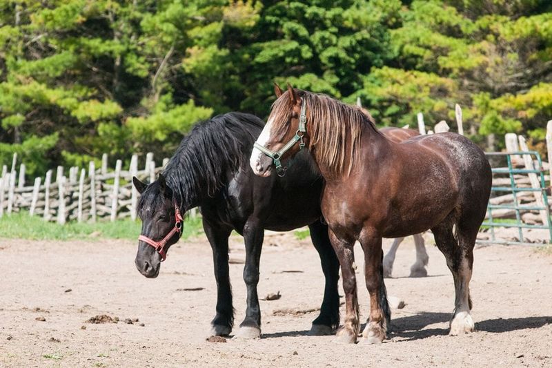 Gentle Giant Percherons