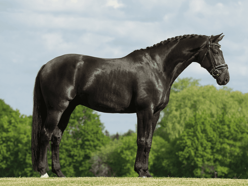 Warmblood Crosses