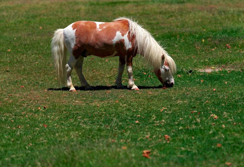 Miniature Horses: Tiny Price Tags For Tiny Equines