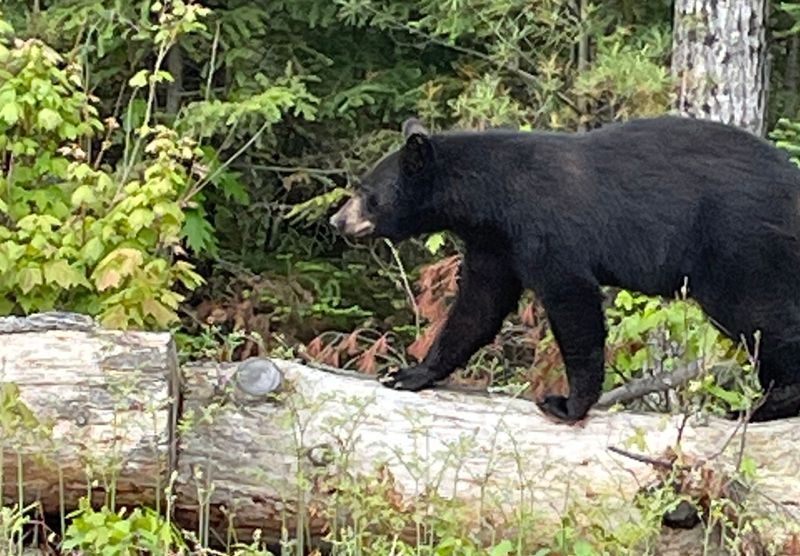 Wisconsin's Northwoods Wanderers