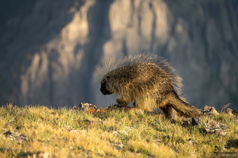 Colorado's High-Altitude Experts