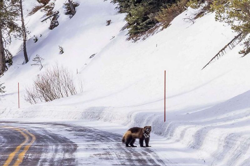 Wyoming's Yellowstone Success Story