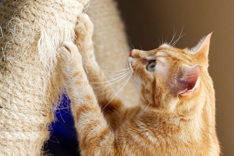 Declawing