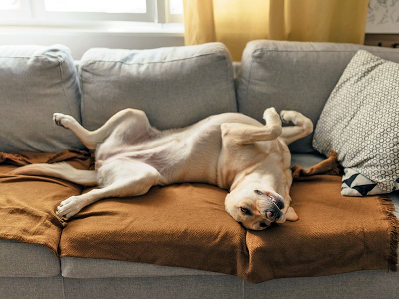 The Furniture Flop