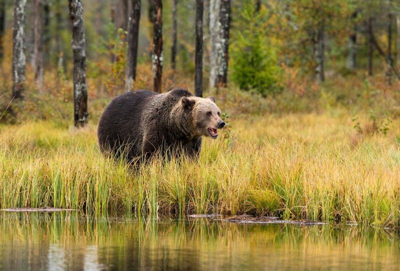 Overlooking Safety Precautions In Bear Country