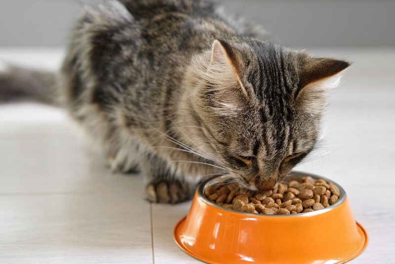 Inconsistent Feeding Schedule