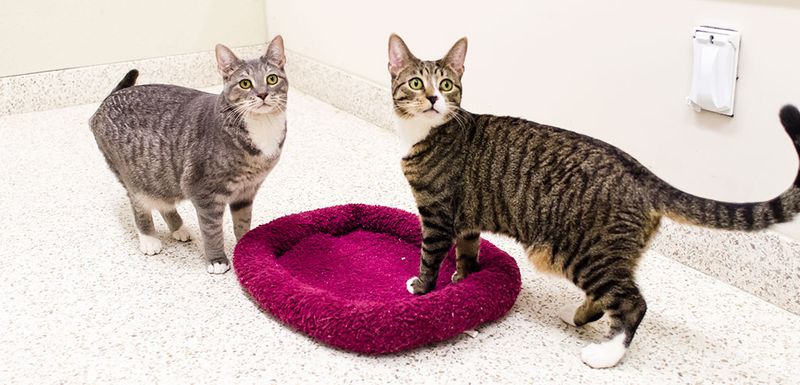 Failing to Budget For Multiple Cats