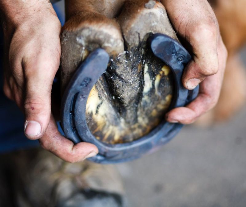Overlooking The Importance Of Proper Shoeing