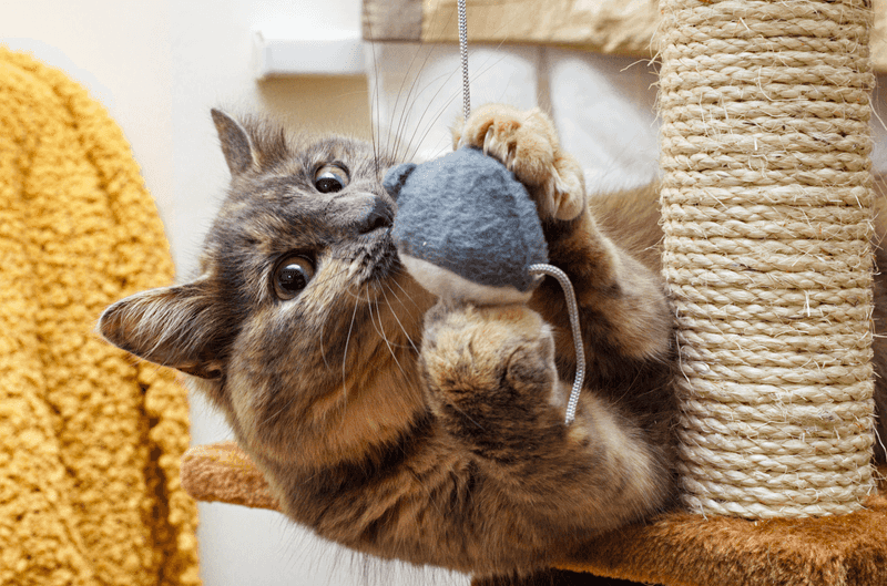Overlooking Enrichment Needs