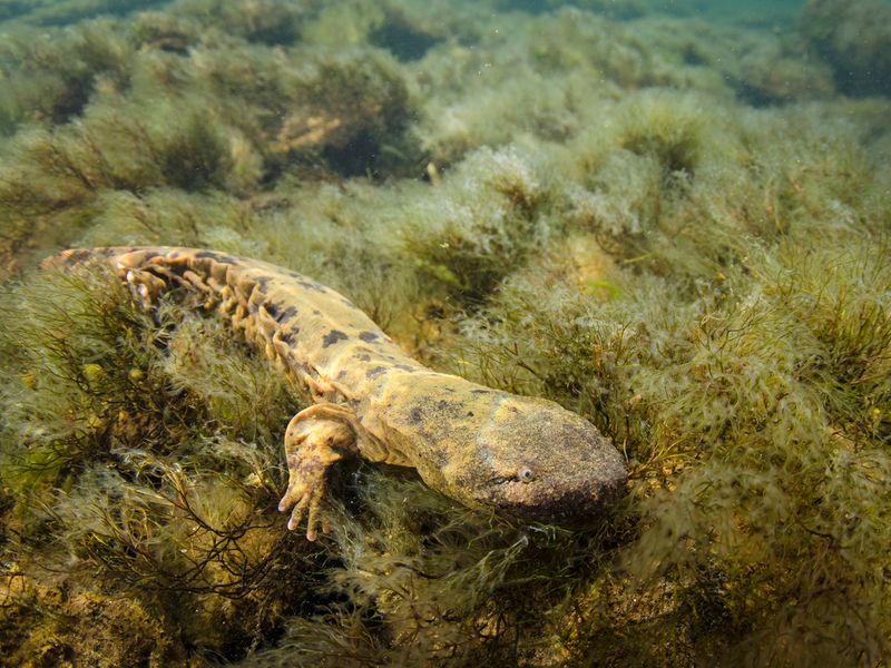 Pollution Of Aquatic Plants