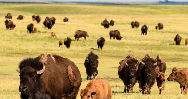 Missouri's Prairie State Park Celebrates Decade Of Population Growth