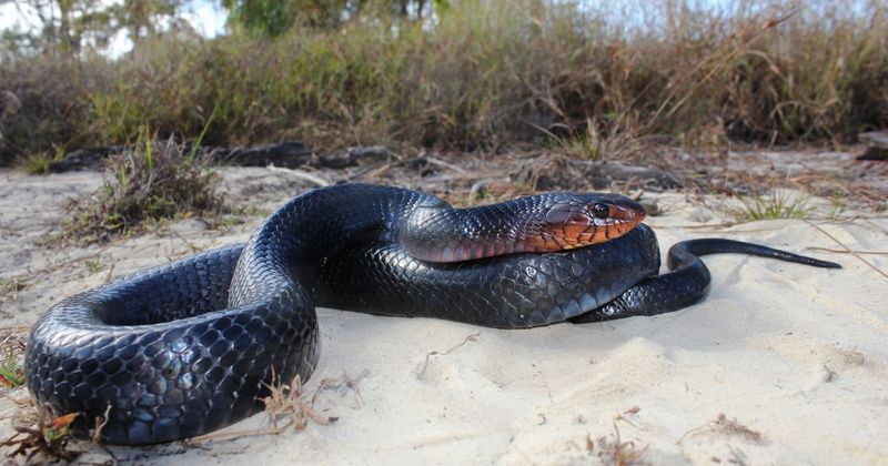 Georgia's Eastern Indigo