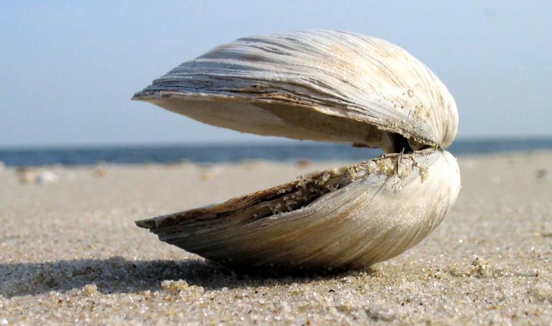 Ocean Quahog: The 500-Year-Old Clam