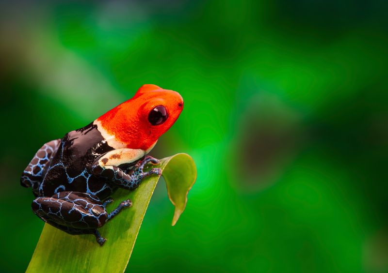 Role Of Poison In Survival