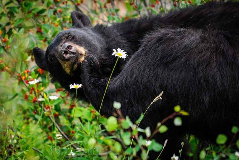 The Diet Of Smoky Mountain Bears: What Keeps Them Healthy?