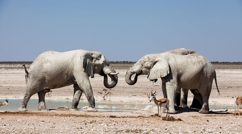 Elephants As Natural Landscape Engineers