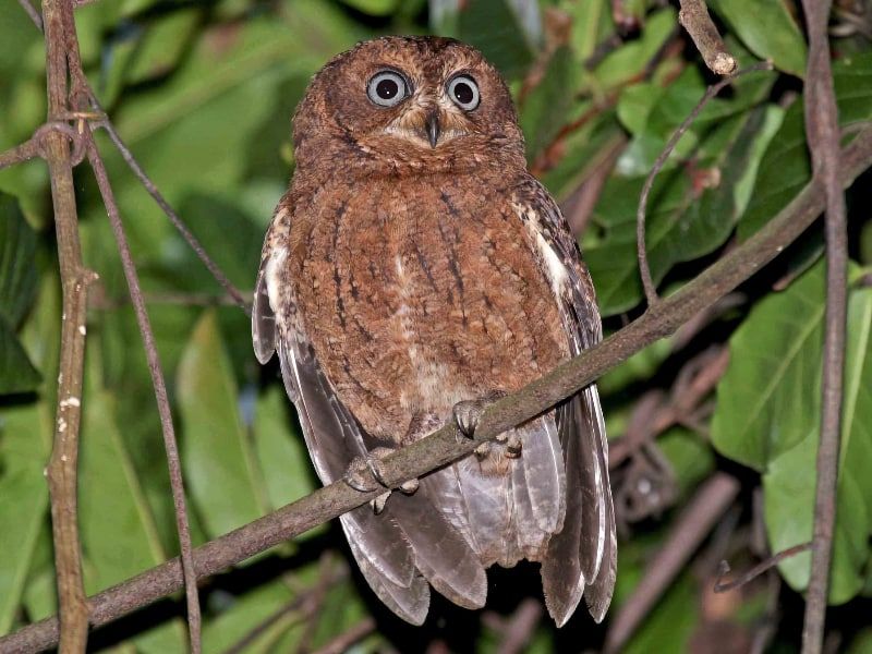 Seychelles Scops Owl