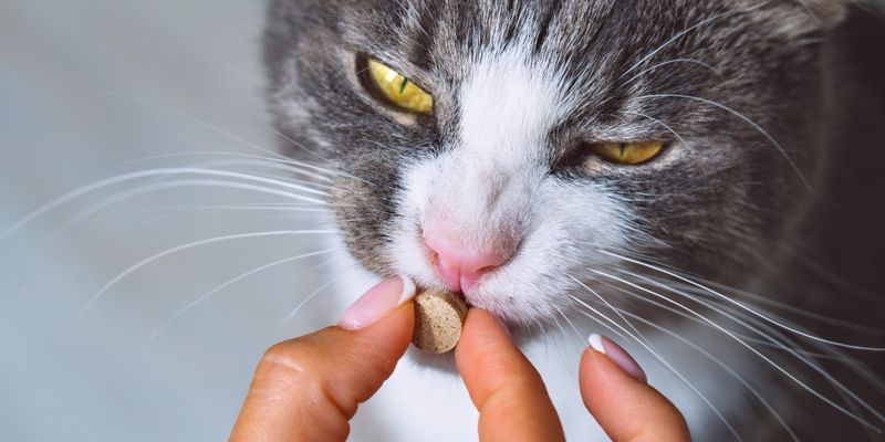 Consider Appropriate Supplements
