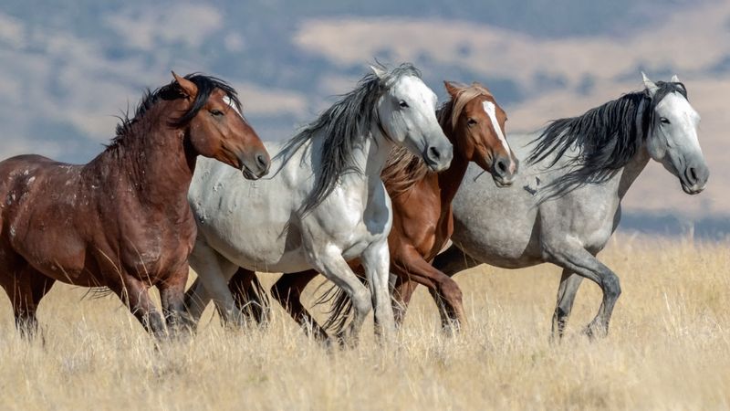 Social Herd Animals