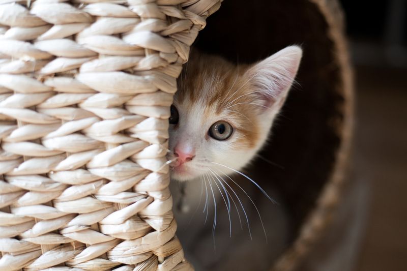 Lack Of Hiding Spots Creates Insecurity