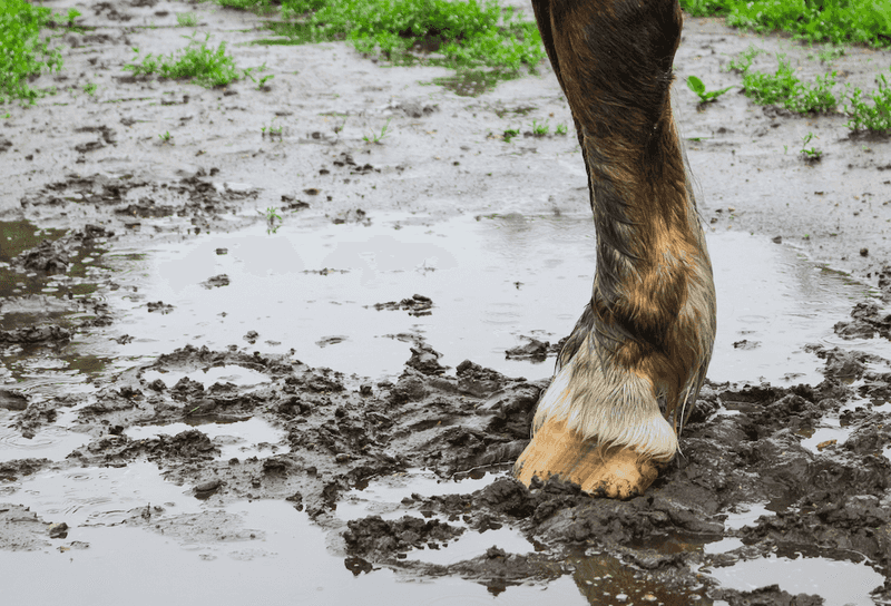 Not Keeping Hooves Dry