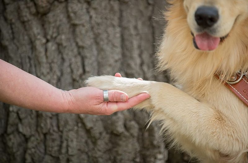 Reduced Veterinary Stress