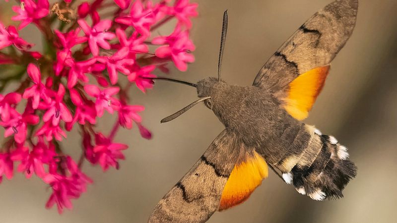 Near Hummingbird Hawk-Moth Habitat