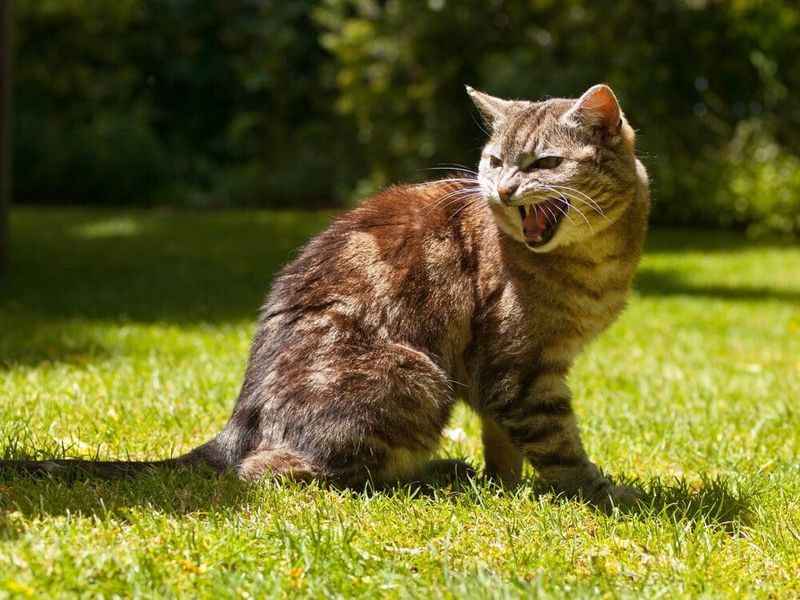 Redirected Aggression Toward Other Pets