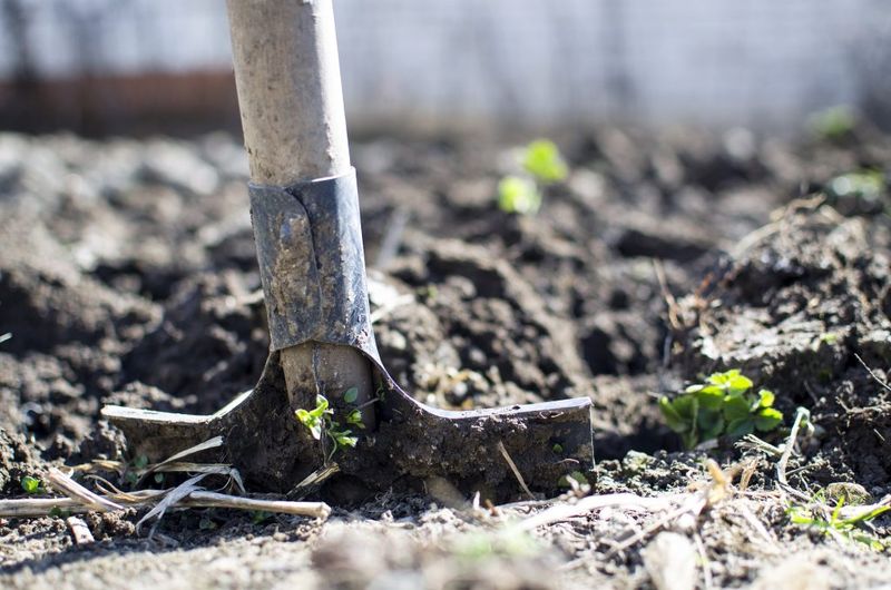 Soil Conditions May Prevent Decomposition