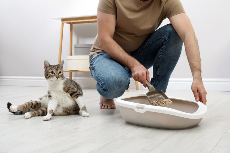 Neglecting Litter Box Cleanliness
