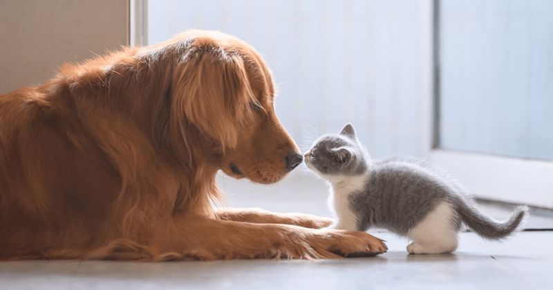 Other Pets Intimidate Newcomers