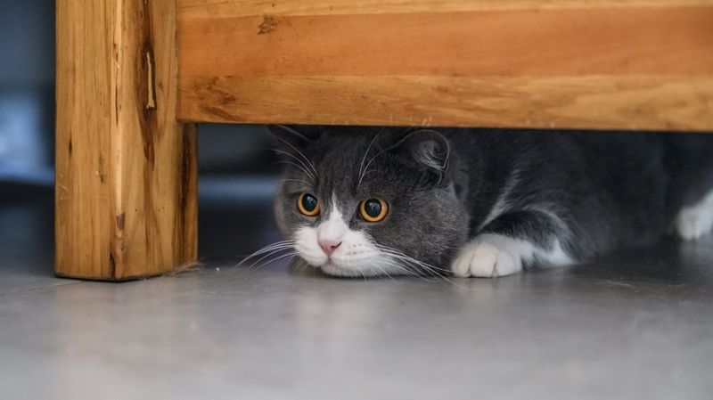 Forced Socialization With Guests