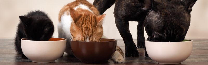 Nutritional Influences On Mood