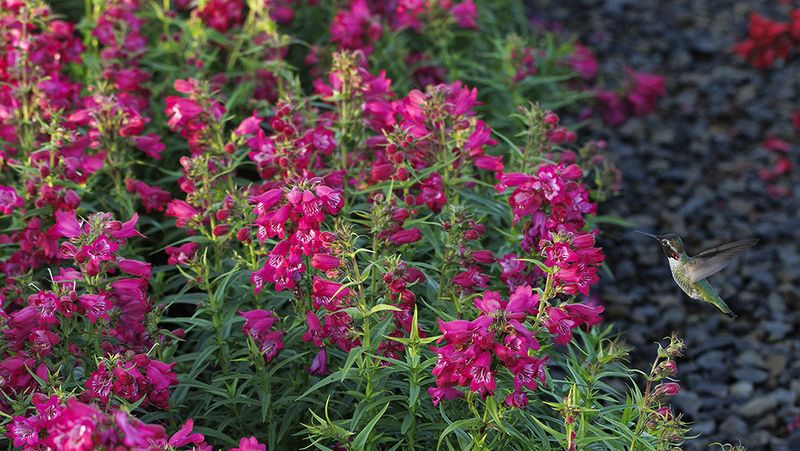 Plant In Masses Of Color