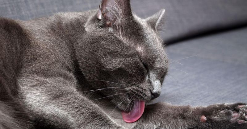 Excessive Grooming