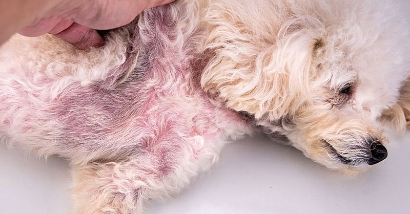 Skin And Coat Problems