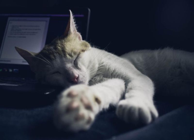 Disrupted Sleep Patterns