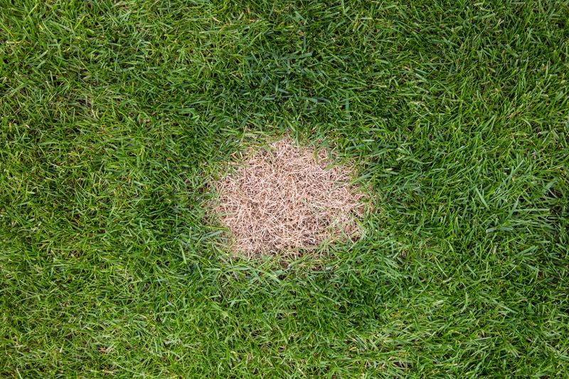 Bad For Your Grass And Plants