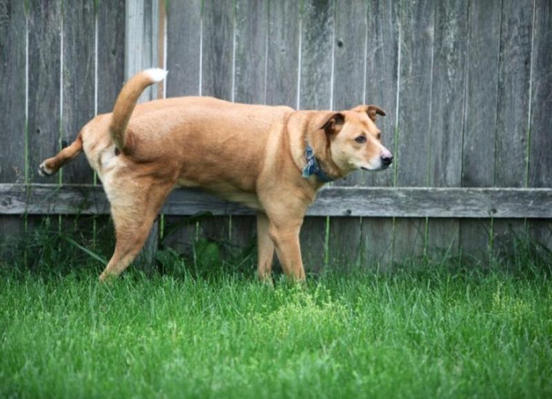 Encourages Other Dogs To Poop In The Same Spot