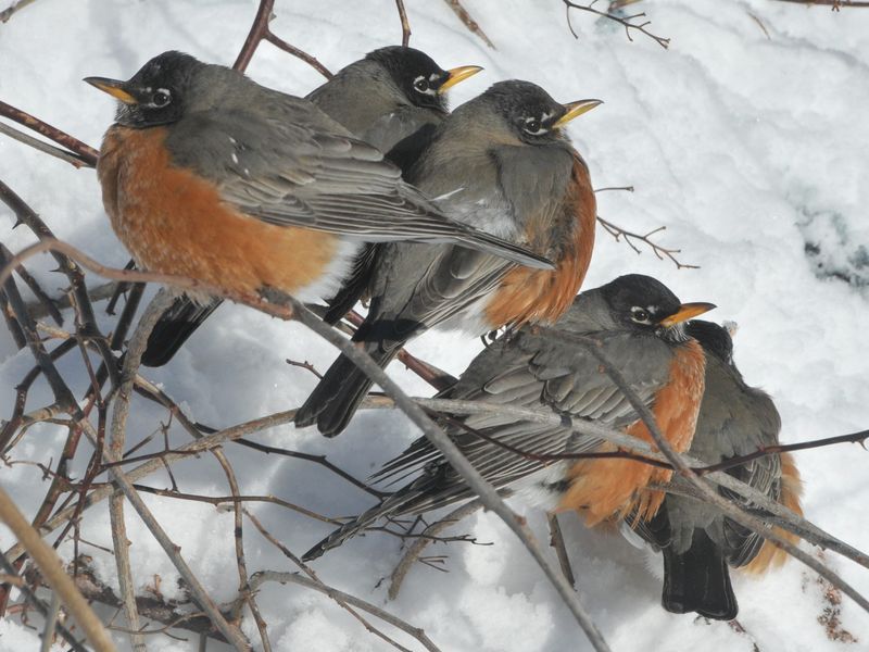 Surprising Winter Flock Behavior