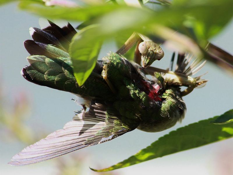 Surprising Dietary Range Including Vertebrates