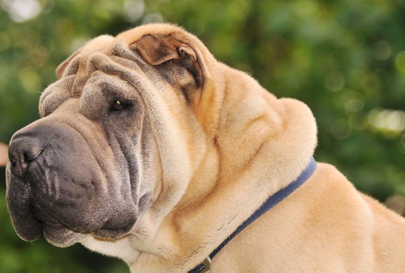 Strong-Willed Shar-Pei