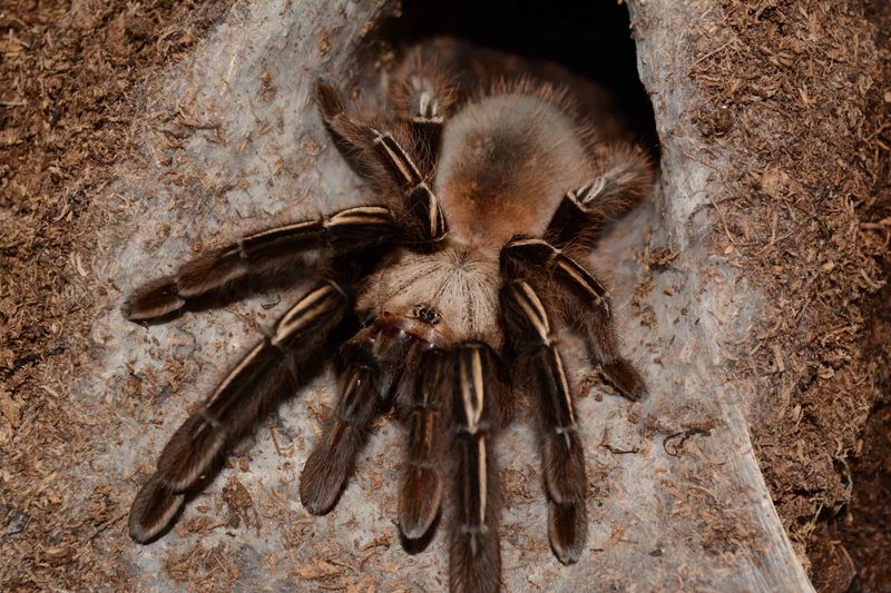 Unique Web-Spinning Abilities