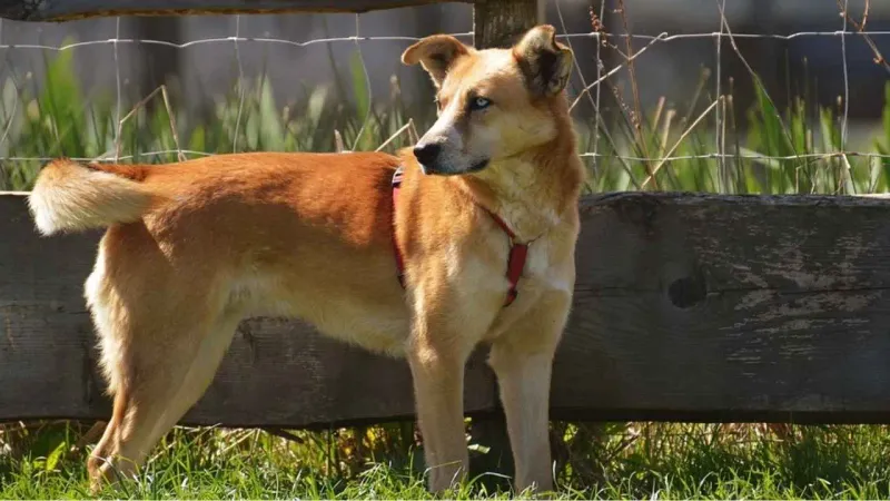 Solitary Canaan Dogs