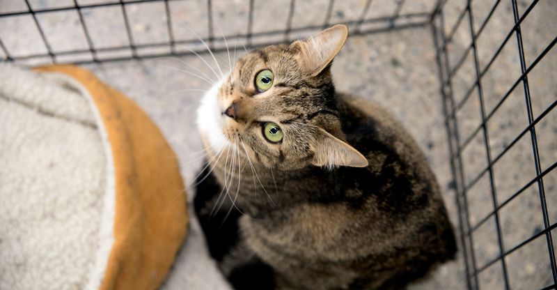 Budget-Friendly Fur Babies