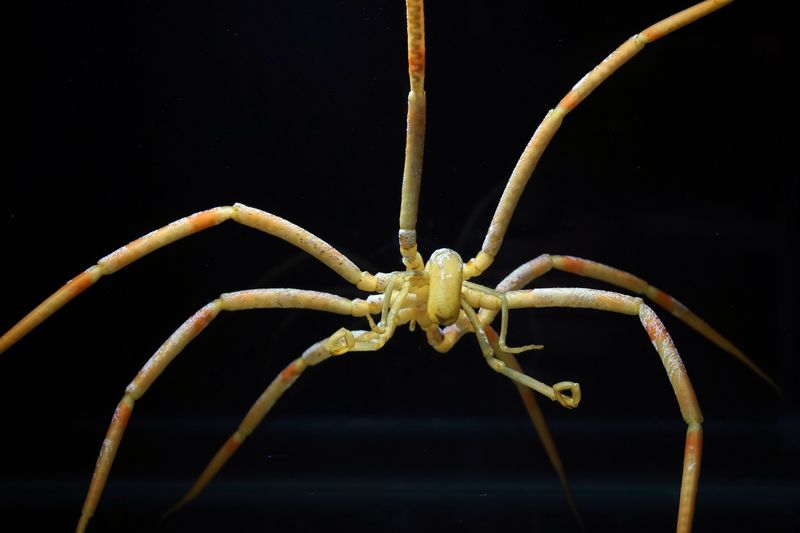 Spindly Giants Patrolling The Abyss