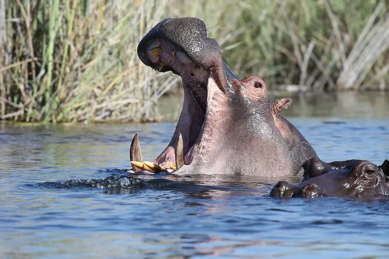 South Africa's Big Five Dangers